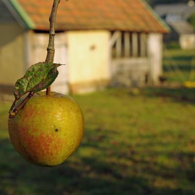 Apple 1816873 1920